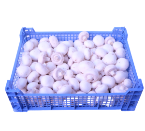 White Cup Mushrooms 1x2.5kg