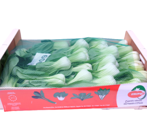 Green Shanghai Pak Choy 1x8kg