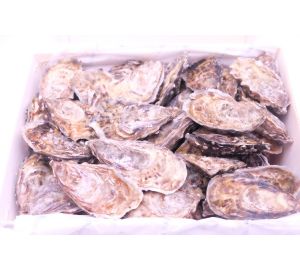 Carlingford Louet Feisser Oysters 1x75pcs
