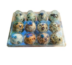 Quail Eggs 1x12
